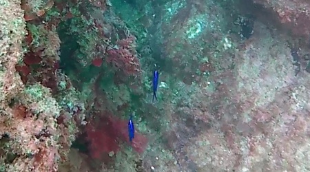 Castagnola Nera - Chromis chromis - Pesce blu elettrico