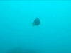Cernia bruna – Dusky grouper – Madagascar – Stefano-2016-12-22-16h28m53s75