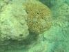 Cladocora caespitosa – Madrepora Cuscino Coral loaf – intotheblue.it-2017-04-08-21h14m34s248-1024×576