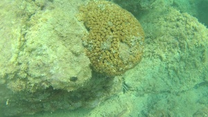 Coral Loaf - Cladocora caespitosa