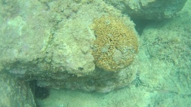 Cladocora caespitosa – Madrepora Cuscino Coral loaf – intotheblue.it-2017-04-08-21h14m57s206-1024×576