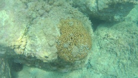 Cladocora caespitosa – Madrepora Cuscino Coral loaf – intotheblue.it-2017-04-08-21h15m13s111-1-1024×576