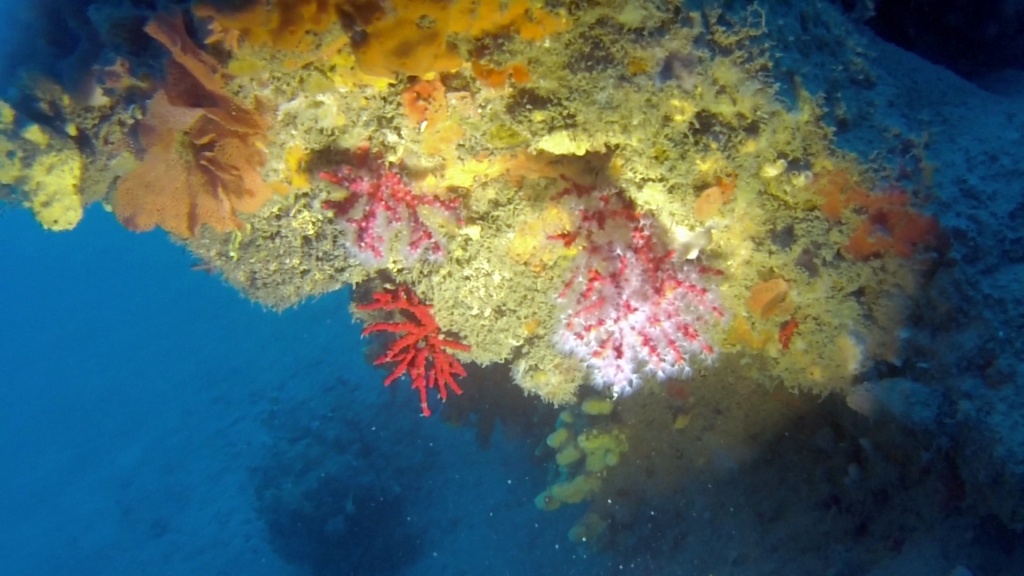 Colori Mediterraneo - Corallo Rosso - Corallium Rubrum - intotheblue.it