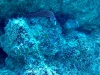 Laced moray Gymnothorax favagineus intotheblue.it-2018-01-12-18h50m45s920-1024×576