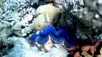 Maxima clam - Tridacna maxima