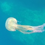 Glowing jellyfish - Pelagia noctiluca