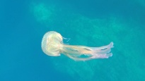 Glowing jellyfish - Pelagia noctiluca