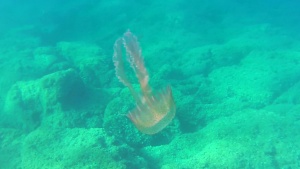 Mediterranean jellyfish