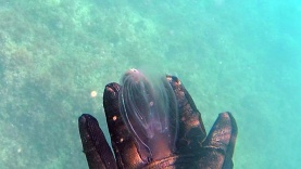 Noce di Mare – Sea Walnut – Mnemiopsis leidyi – intotheblue.it medusa-2016-10-28-19h33m35s16