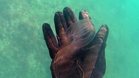 Noce di Mare – Sea Walnut – Mnemiopsis leidyi – intotheblue.it medusa_plancton-2016-11-05-18h23m02s39