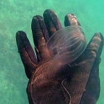 Sea Walnut - Mnemiopsis leidyi