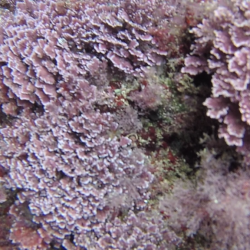Alga Corallina - Officinalis Caespitosa