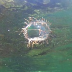 Cigar jellyfish - Olindias phosphorica