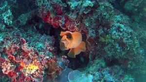 Bryozoan - Reteporella grimaldii