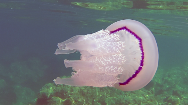 Polmone di Mare – the Barrel Jellyfish – Rhizostoma Pulmo – intotheblue.it-2019-12-29-20h59m37s415-1024×576