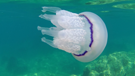 Polmone di Mare – the Barrel Jellyfish – Rhizostoma Pulmo – intotheblue.it-2019-12-29-21h01m08s111-1024×576