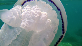 Polmone di Mare – the Barrel Jellyfish – Rhizostoma Pulmo – intotheblue.it-2019-12-29-21h02m06s287-1024×576