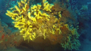 Sponges of the Mediterranean Sea