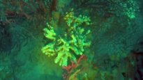 Spugna - Porifera