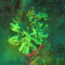 Spugna - Porifera