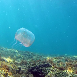 Olindias Phosphorica Jellyfish