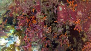 False Coral - Myriapora Truncata 