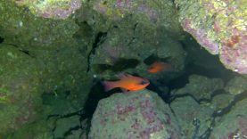 Pesce-Cardinale-Re-di-Triglie-Apogon-imberbis-Cardinalfish-2020-03-17-21h53m52s829