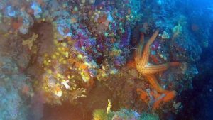 Mediterranean red Starfish 