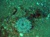 Anemone-grosso-Fat-anemone-Cribrinopsis-crassa-2020-06-29-15h54m32s644