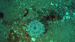 Golden anemone - Condylactis aurantiaca