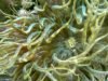 Trumpet-anemone-Aiptasia-mutabilis-Anemone-bruno-intotheblue.it-2020-05-21-18h50m53s415