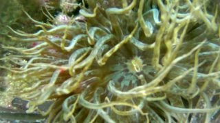 Trumpet-anemone-Aiptasia-mutabilis-Anemone-bruno-intotheblue.it-2020-05-21-18h50m53s415
