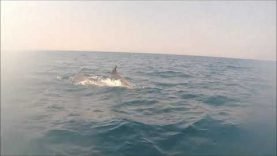 Delfini al largo di Castiglioncello