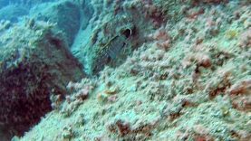 Dusky grouper  – Epinephelus marginatus