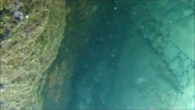 L’ alieno marino – Bonellia viridis