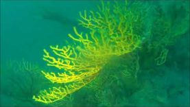 Savalia Savaglia – “falso corallo nero”