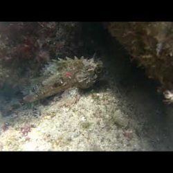 Redfish Black - Scorpaena Porcus