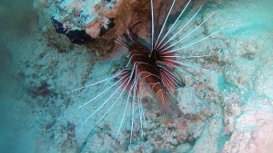 The Red Lionfish