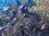 Anthias-anthias-Castagnola-rossa-Marine-goldfish-2020-07-06-21h07m04s847