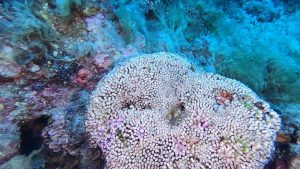 Cladocora caespitosa - Cushion coral