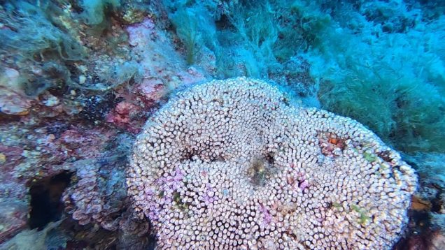 Cladocora-caespitosa-Madrepora-a-Cuscino-cushion-coral-2020-07-21-08h38m27s707
