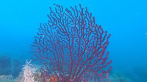 Dive with Violescent sea-whip Paramuricea clavata