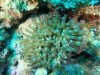 anemone grosso-2020-06-29-15h29m38s689