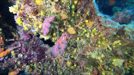 Il Corallo rosso sta ripopolando i nostri mari
