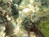 Alga-candelabro-verde-Codium-fragile-green-sea-fingers-2021-01-30-15h55m02s680