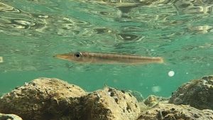 Yellowmouth barracuda - Sphyraena viridensis