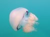 Medusa-Polmone-di-mare-Barrel-jellyfish-Rhizostoma-pulmo-intotheblue.it-2021-05-01-21h36m34s504