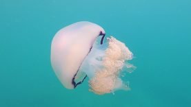 Medusa-Polmone-di-mare-Barrel-jellyfish-Rhizostoma-pulmo-intotheblue.it-2021-05-01-21h36m34s504