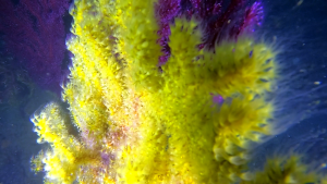 Gold Coral Savalia savaglia Reproduction
