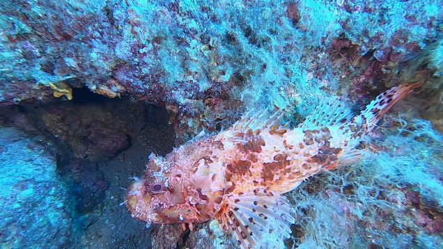 Scorfano rosso Scorpaena scrofa Red Scorpionfish intotheblue.it-2020-11-08-20h43m48s303